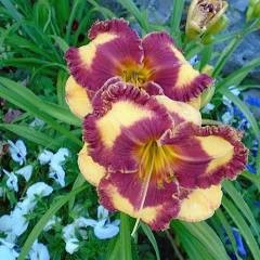Hemerocallis 'Band of Fire' - Reblooming Daylily
